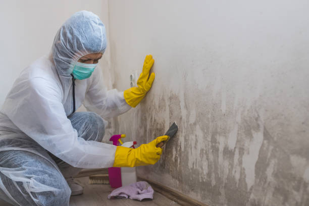 Biohazard Mold Removal in Grand Rapids, MI